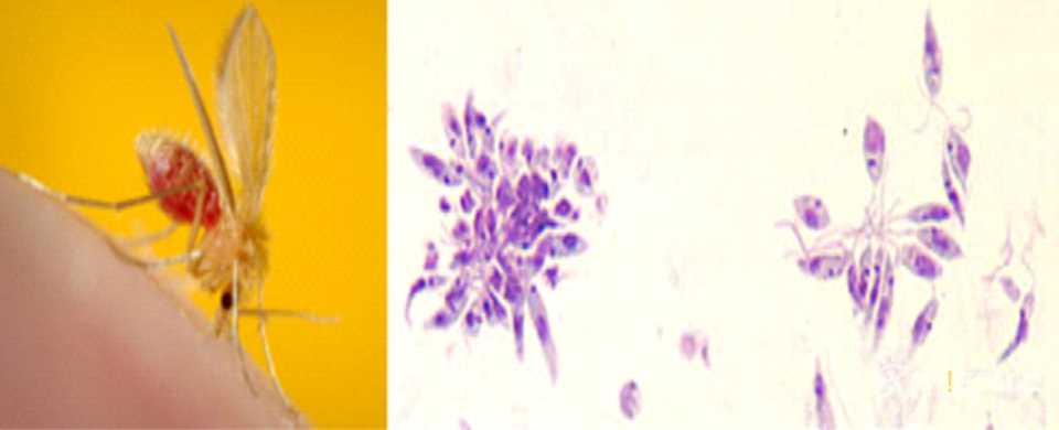 ▲ 모래파리(왼쪽)와 리슈만편모충. ⓒ CDC-Leishmaniasis