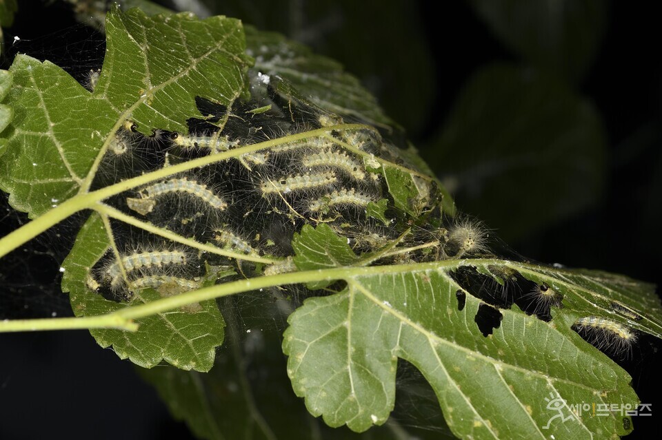  ▲ 미국흰불나방의 급증으로 과수류에 많은 피해를 주고 있다. ⓒ 충남도