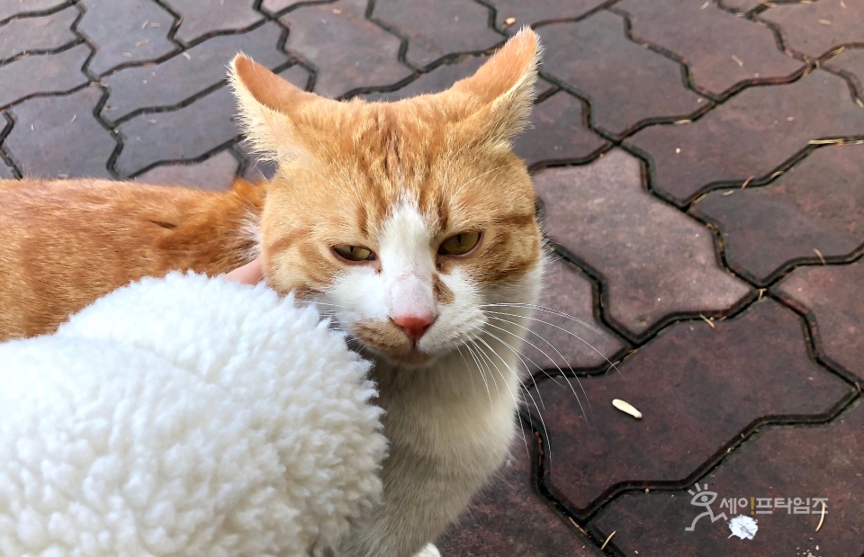 ▲ 서울시 관악구 고양이 보호 장소의 고양이에서 고병원성 조류인플루엔자 의사환축이 확인됐다. ⓒ 세이프타임즈 DB