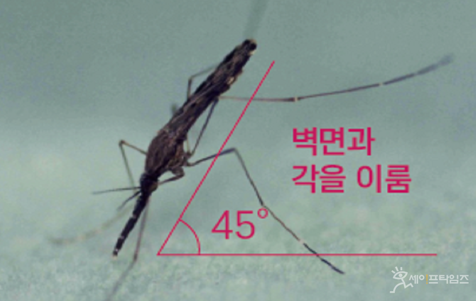 ▲ 말라리아 매개모기인 얼룩날개모기(Anopheles spp.)는 휴식 시 복부를 40∼50°의 각도로 들고 있는 것이 특징이다. ⓒ 질병청