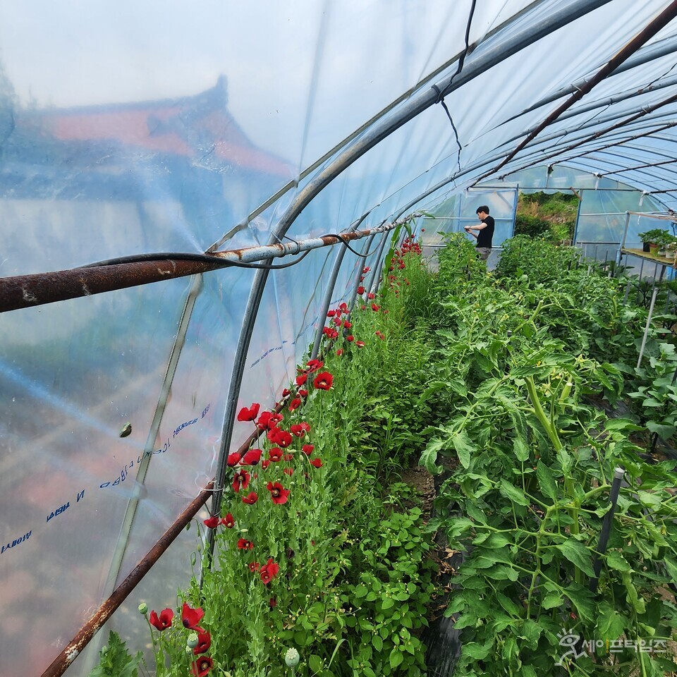▲ 마약류 취급 승인 받지 않은 일반인이 양귀비를 재배하는 행위가 적발됐다. ⓒ 해양경찰청