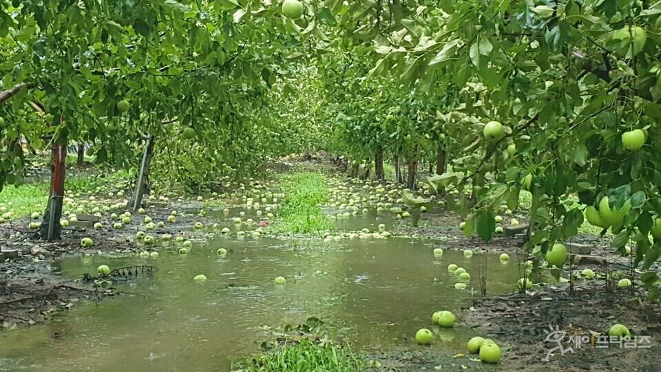 ▲ 제6호 태풍 카눈으로 인해 과수원의 과일들이 상품가치를 잃은 채 낙과해 있다. ⓒ 경북도