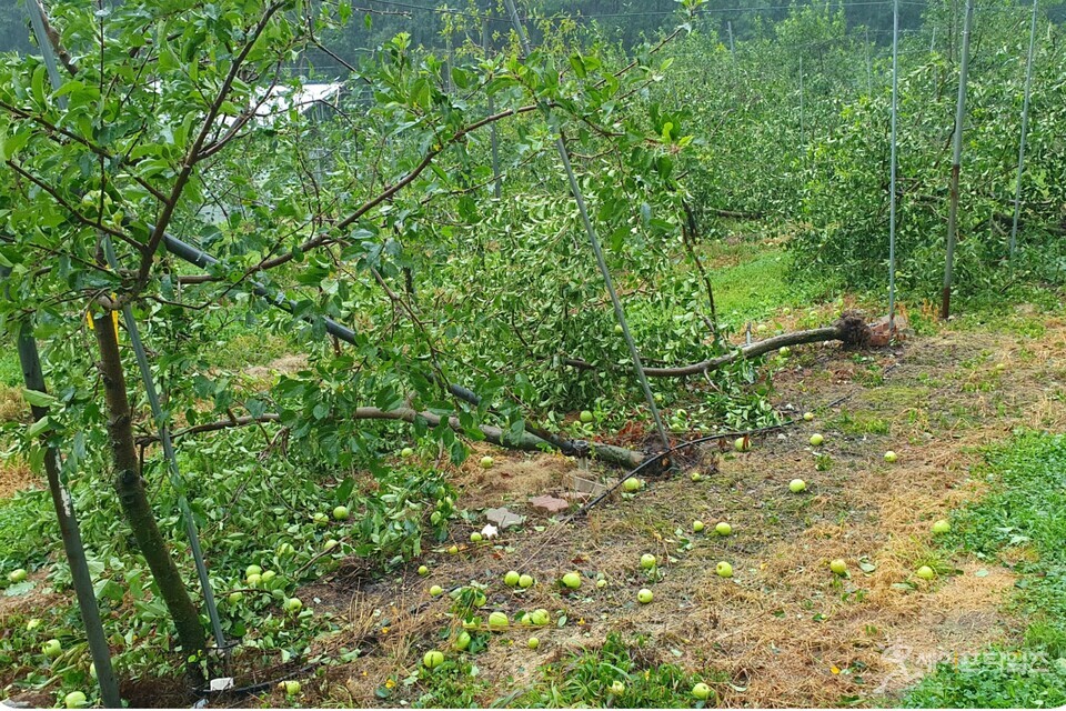 ▲ 제6호 태풍 카눈이 휩쓸고 지나간 자리에 나무가 부러지거나 뿌리째 뽑혀 있다. ⓒ 속초시