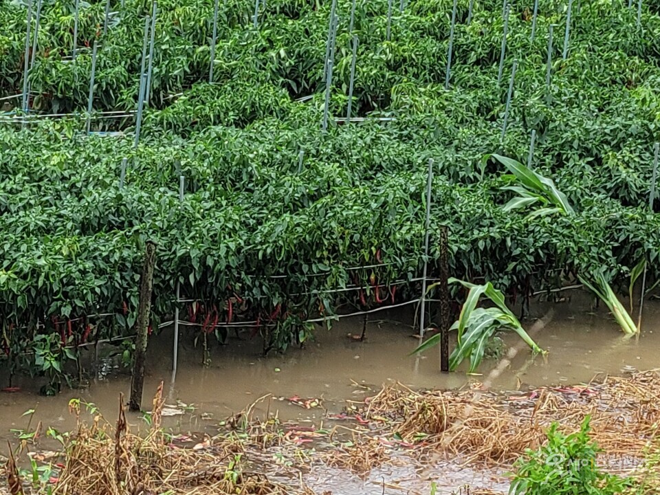 ▲ 제6호 태풍 카눈으로 인한 폭우로 농작물이 물에 잠겨져 있다. ⓒ 속초시