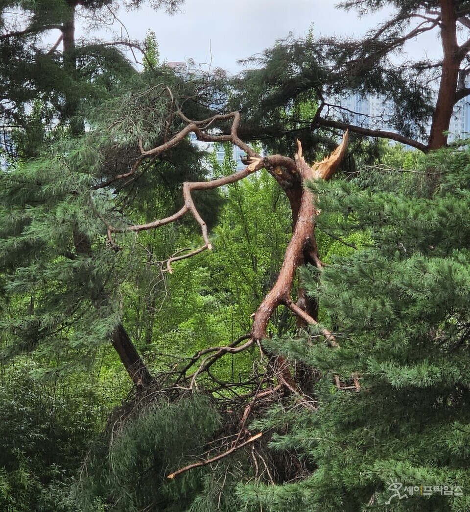 ▲ 제6호 태풍으로 인해 어느 한 교정의 소나무가 부러져 있다. ⓒ 전형금 기자