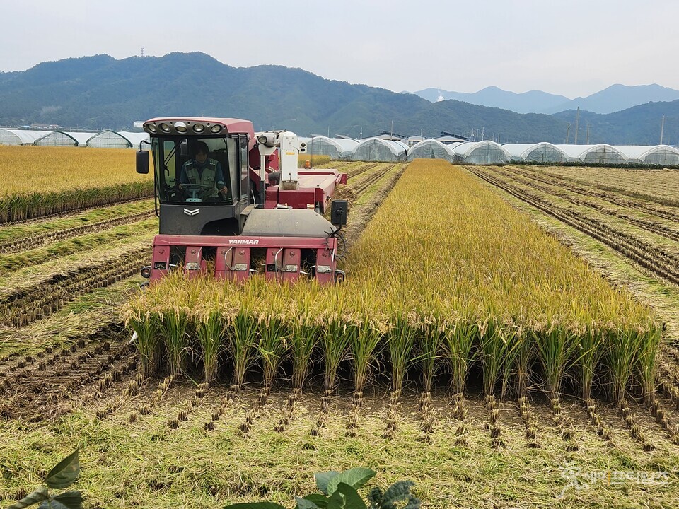 ▲ 밀가루 대체 가루 쌀 바로미2를 수확하고 있다. ⓒ 진천군