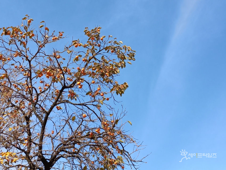 ▲ 추워지는 날씨에 나뭇잎이 많이 떨어지고 있다. ⓒ 김미영 기자