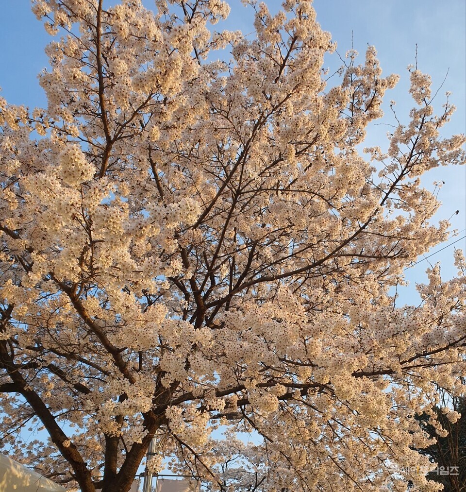 ▲ 벚꽃이 눈송이처럼 활짝 피어있다. ⓒ 오선이 기자