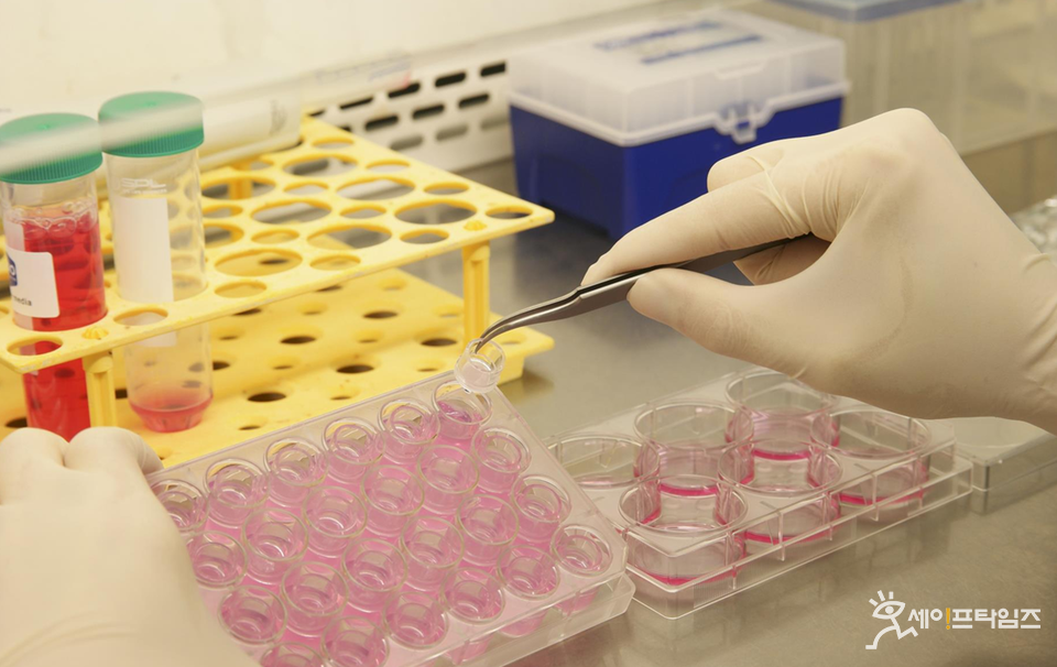 ▲ 국내 개발 피부부식성 시험방법에 활용되는 KeraskinTM 인공피부모델. ⓒ 환경부