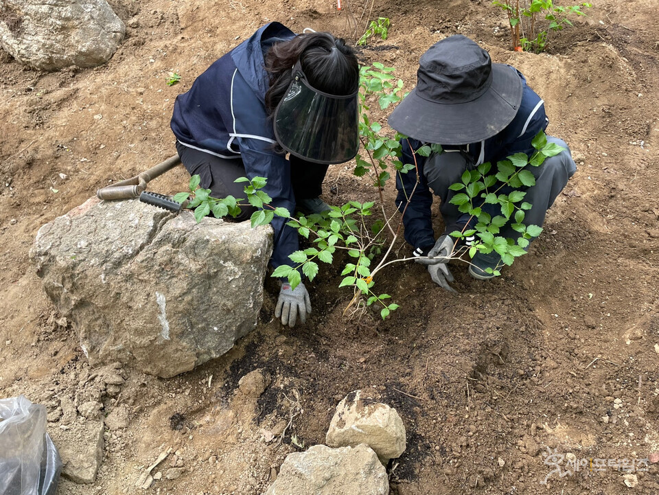 ▲ 환경재단 관계자들이 신구대식물원 희귀·자생식물 보전지에 섬댕강나무를 심고 있다. ⓒ 환경재단