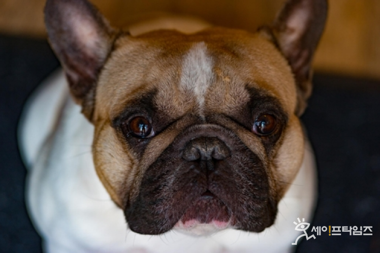 ▲ 대전 동구에서 맹견 70마리가 탈출했다는 재난문자가 발송됐지만 이는 사실무근인 것으로 드러났다. ⓒ 세이프타임즈