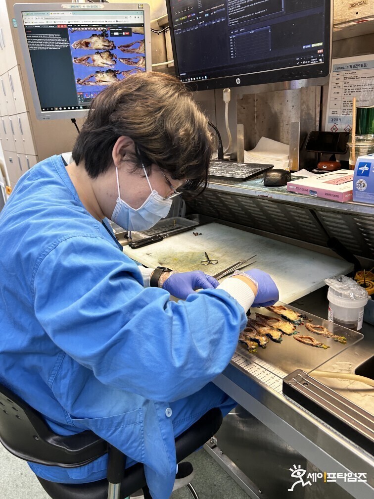 ▲ 서울지역의 한 대형병원 육안전문임상병리사(PA)가 환자의 조직을 검사하고 있다. ⓒ 세이프타임즈