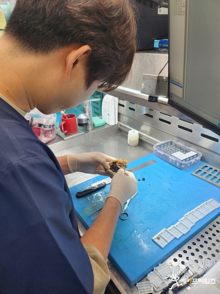 ▲ 서울지역의 한 대형병원 육안전문임상병리사(PA)가 환자의 조직을 분석하고 있다. ⓒ 세이프타임즈