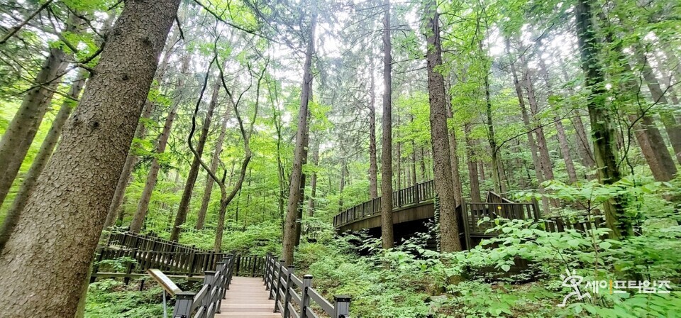 ▲ 덕유산휴양림의 독일가문비나무숲 모습이다. ⓒ 국립자연휴양림관리소 