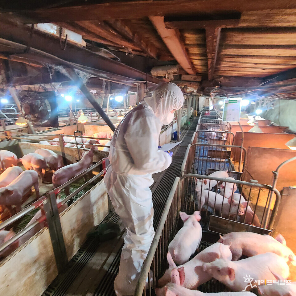 ▲ 대구시 공수의로 위촉된 수의사가 돼지농장 돼지를 검사하고 있다. ⓒ 대구시