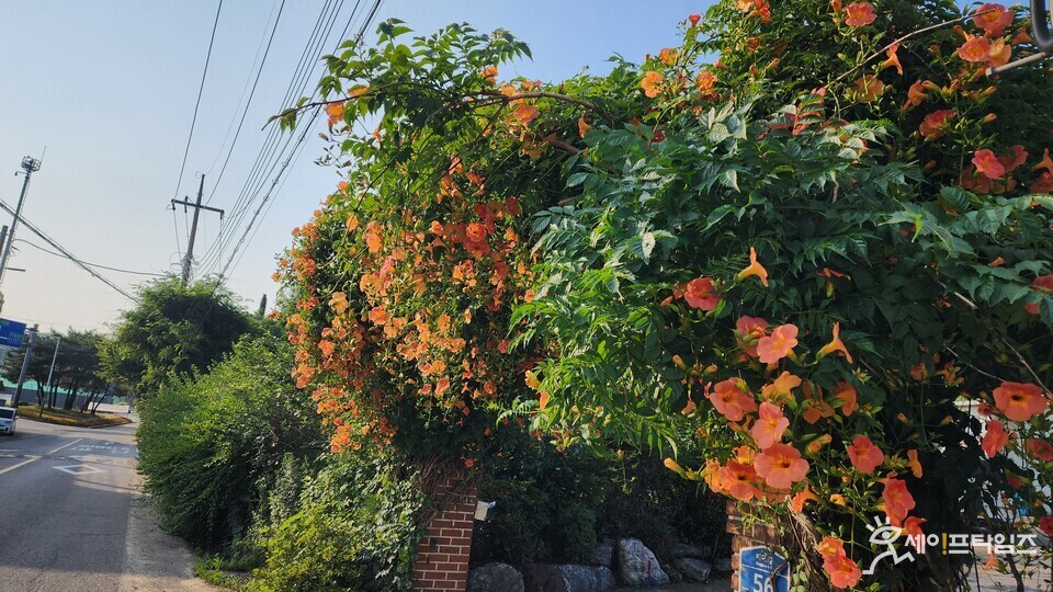 ▲ 안산시 상록구 한 마을 담장위에 능소화가 탐스럽게 피어있다. ⓒ 김춘만 논설위원