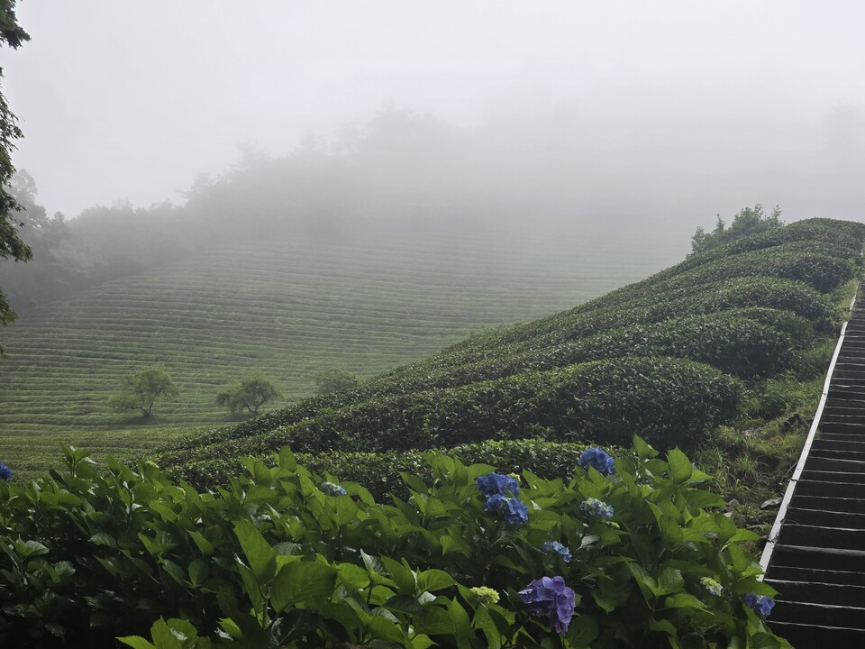 ▲ 전라남도 보성 녹차밭에 비가 내리고 있다. ⓒ 오선이 기자