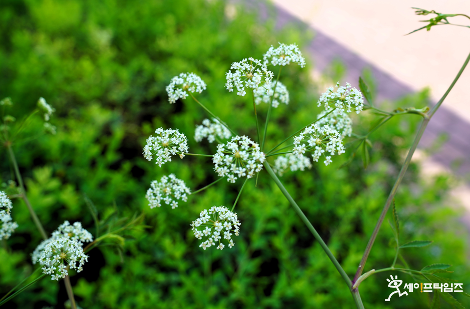 ▲ 환경부 산하 국립낙동강생물자원관이 인공증식으로 멸종위기 야생생물 2급 담수식물로 지정된 독미나리의 개화에 성공했다. ⓒ 환경부