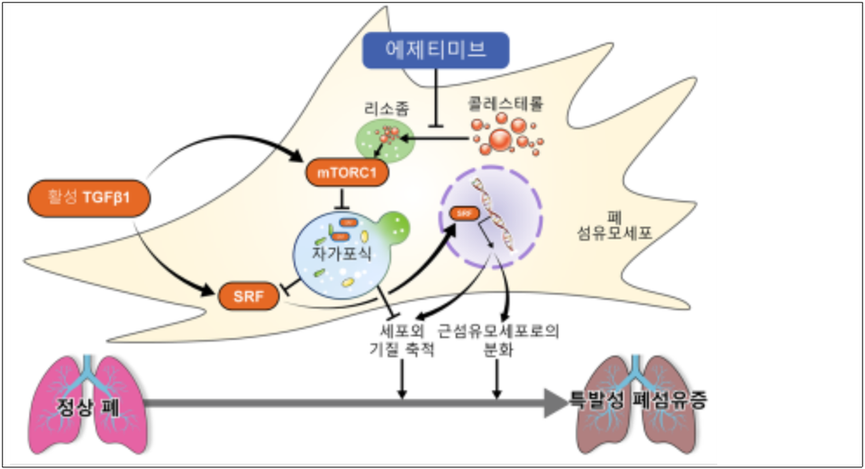 ▲ 에제티미브가 폐섬유화를 억제하는 과정. ⓒ 세브란스병원