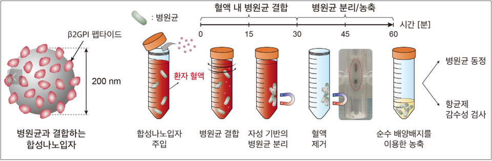 ▲ 합성나노입자를 활용한 초고속 항균제 감수성 검사의 병원균 분리 과정. ⓒ 서울대병원