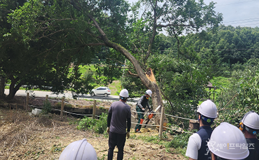 ▲ 원주시 관계자와 안전관리 전문가들이 호우로 나무가 넘어지는 피해가 발생한 부론면 거돈사지 유적센터 피해복구 현장의 위험성 평가를 진행하고 있다. ⓒ 원주시
