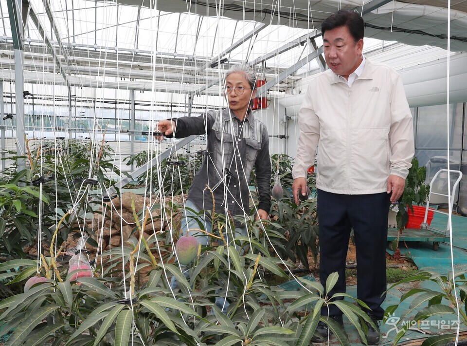  ▲ 이범석 청주시장이 청주 제1호 애플망고 재배농업인 김정희 씨 농가를 방문했다. ⓒ 청주시