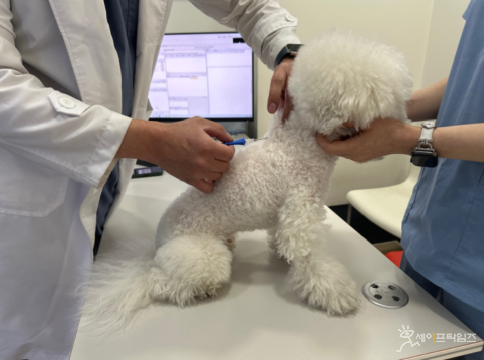 ▲ 수의사가 내장형 반려견 등록장치를 등록 대상 개한테 삽입하고 있다. ⓒ 서울시