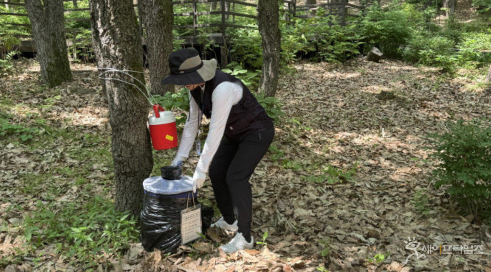 ▲ 서울시보건환경연구원 관계자가 서울 숲에서 모기 채집기를 설치하고 있다. ⓒ 서울시