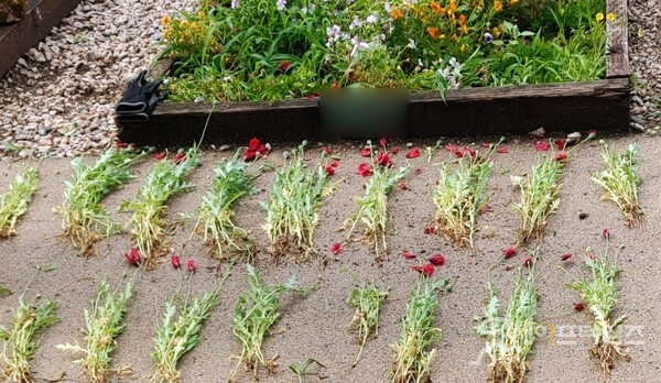 ▲ 지난 6월 8일 서울 노원구 하계동 공공 분양 텃밭에서 발견된 마약류 양귀비 200주. ⓒ 노원구청