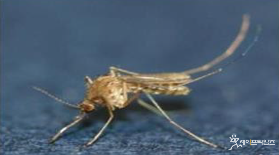 ▲ 일본뇌염을 매개하는 작은빨간집모기. ⓒ 질병관리청