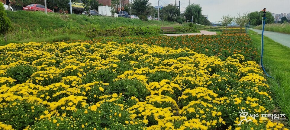   ▲ 청주시 무심천에 가을꽃이 활짝 피었다. ⓒ 청주시