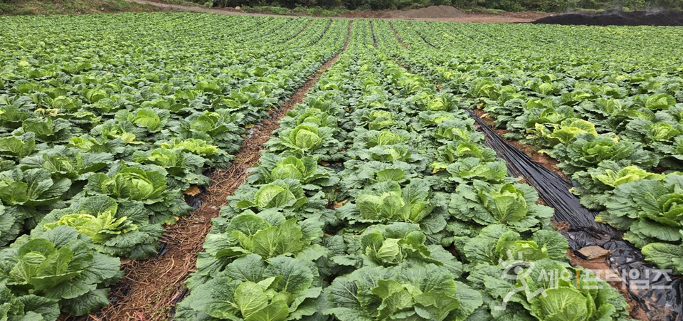 ▲ 충북 단양 김장용 가을배추가 출하를 앞두고 있다. ⓒ 농식품부