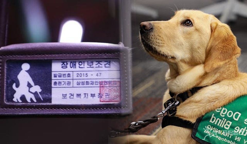 ▲ⓒ 세이프타임즈