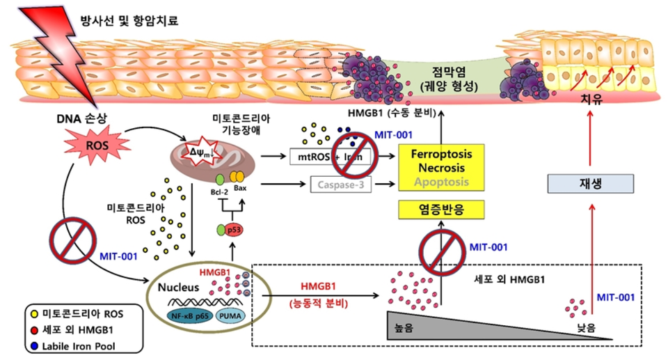 ▲ MIT-001의 페롭토시스 저해 모식도. ⓒ 카톨릭의대