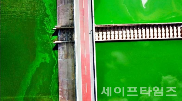 ▲ 지난 1일 낙동강 달성보가 짙은 녹조에 뒤덮였다. ⓒ 대구환경운동연합