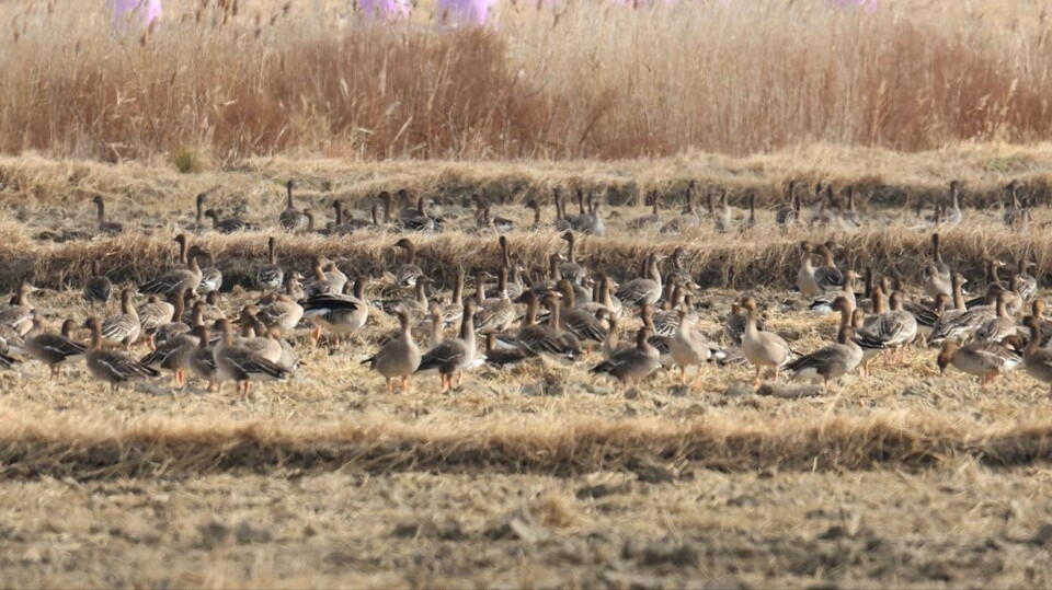  ▲ 무안공항 근처에 서식 중인 철새들. ⓒ 연합뉴스