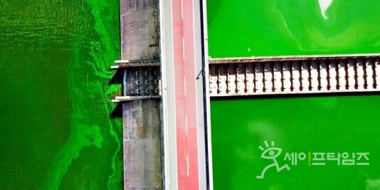 ▲ 지난 1일 낙동강 달성보가 짙은 녹조에 뒤덮였다. ⓒ 대구환경운동연합
