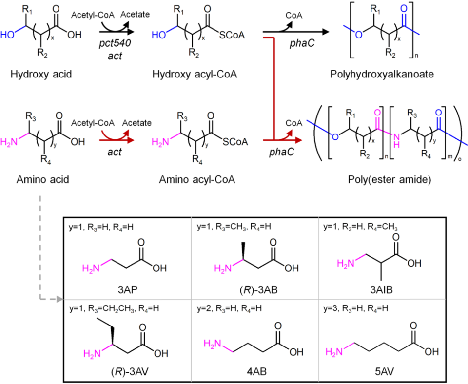 ▲ 폴리에스터 아마이드 생산을 위한 신규 대사회로. ⓒ KAIST 