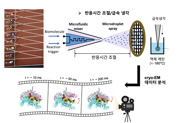 ▲ 미세유체 장치를 이용한 시간분석 초저온 전자현미경 기법. ⓒ  KAIST