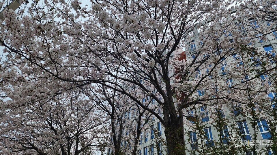 ▲ 인하대 교정의 벚꽃나무가 차가운 봄비에 젖고 있다. ⓒ 김춘만 논설위원