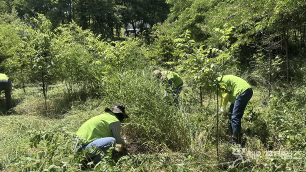 ▲ 풀무원푸드앤컬처 임직원들이 평화의 숲 가꾸기 사회공헌활동에 참여해 유해 식물을 제거하고 있다. ⓒ 풀무원