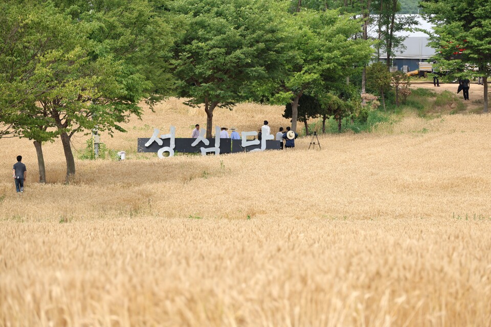 ▲ 12일 오전 대전 유성구 교촌동에 위치한 성심당 밀밭에서 처음으로 밀을 수확하고 있다. 성심당은 지난해 농촌진흥청ㆍ대전시농업기술센터와 손잡고 이곳에 2만3천140㎡의 밀밭을 조성했다.  ⓒ 연합뉴스