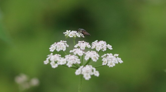 꽃에 앉은 모기 ⓒ 연합뉴스