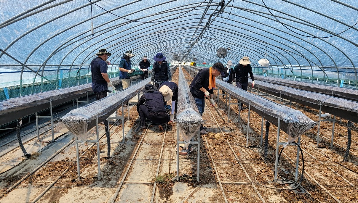 ▲  농촌진흥청과 소속 연구기관 직원들이 경남 진주시 시설딸기 농가에서 온실 내부로 유입된 토사물과 흙 앙금을 제거하는 일손 돕기 활동을 하고 있다. ⓒ농진청