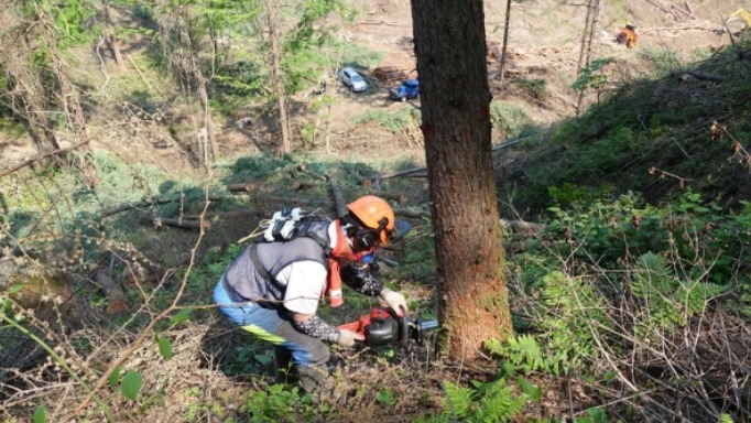 ▲ 한 노동자가 벌목 작업을 하고 있다. ⓒ 산림청