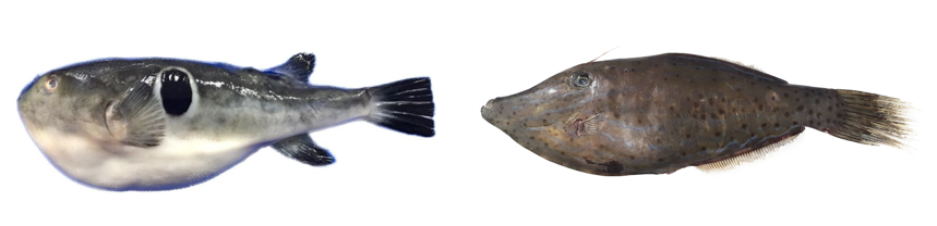 ▲ 참복(왼쪽)과 날개쥐치(오른쪽)의 모습. ⓒ 식약처