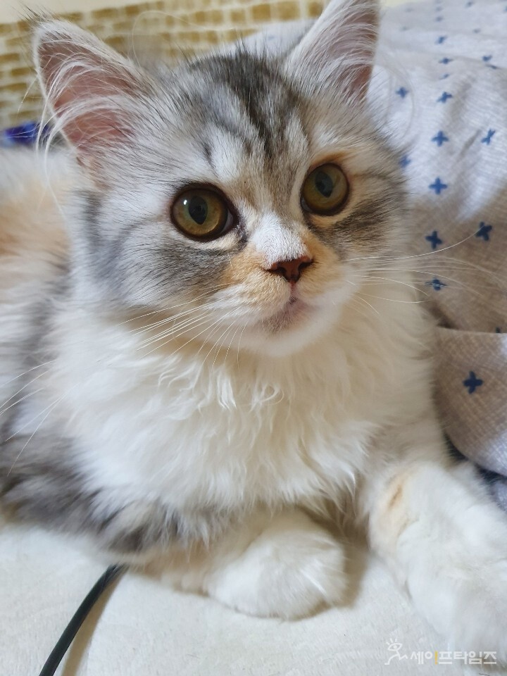  ▲ 반려묘로 인한 화재가 발생하자 대전소방본부가 주의보를 발령했다. ⓒ 오선이 기자