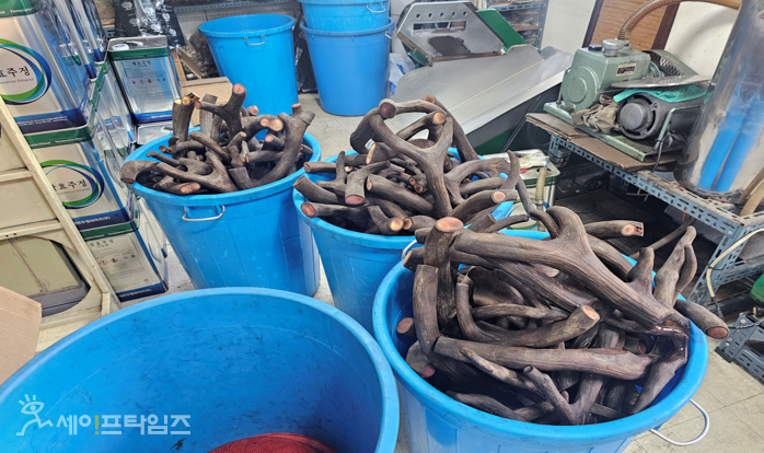 ▲ 피의자 B의 불법 제조 작업장에서 녹용 뿔의 털을 제거하는 장면. ⓒ 식약처