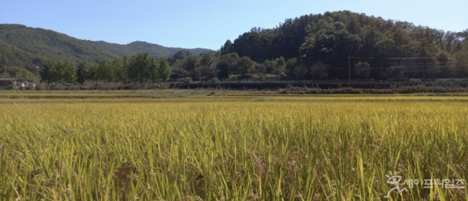 ▲ 가을벼가 익어가고 있다. ⓒ 세이프타임즈