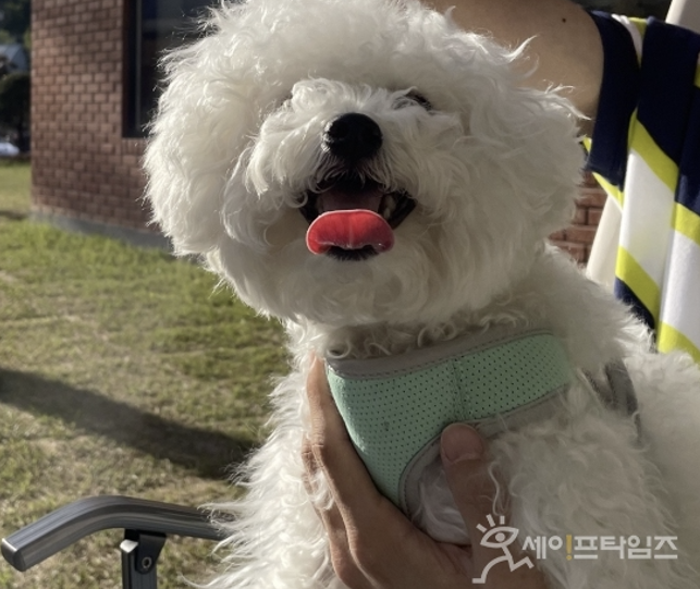 ▲ 반려견이 산책을 하고 있다. ⓒ 세이프타임즈